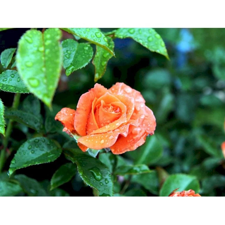 'Prinsesse Marie' Rosa X 'Prinsesse Marie' (Storblomstrende) A-Kvalitet,- barrods roser min. 3 grene 'Prinsesse Marie' Rosa X 'Prinsesse Marie' (Storblomstrende) A-Kvalitet,- Barrods Roser Min. 3 Grene -Plantetorvet fi4911 rosa prinsesse marie 92ad