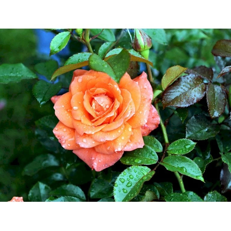 'Prinsesse Marie' Rosa X 'Prinsesse Marie' (Storblomstrende) A-Kvalitet,- barrods roser min. 3 grene 'Prinsesse Marie' Rosa X 'Prinsesse Marie' (Storblomstrende) A-Kvalitet,- Barrods Roser Min. 3 Grene -Plantetorvet fi4911 rosa prinsesse marie c028