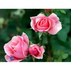 'Queen Elisabeth' Rosa X 'Queen Elisabeth' (Storblomstrende) A-Kvalitet,- Barrods Roser Min. 3 Grene -Plantetorvet fi4922 rosa queen elisabeth 0f8f