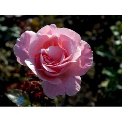 'Queen Elisabeth' Rosa X 'Queen Elisabeth' (Storblomstrende) A-Kvalitet,- Barrods Roser Min. 3 Grene -Plantetorvet fi4922 rosa queen elisabeth d6ea