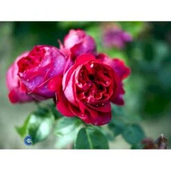 'Red Willestrup' Rosa X 'Red Willestrup' (Slyngrose) A-Kvalitet,- Barrods Roser Min. 3 Grene 4 'Red Willestrup' Rosa X 'Red Willestrup' (Slyngrose) A-Kvalitet,- Barrods Roser Min. 3 Grene -Plantetorvet fi4954 rosa red willestrup b2e6