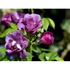 'Rhapsody In Blue' Rosa X 'Rhapsody In Blue' (Buketrose) A-Kvalitet,- Barrods Roser Min. 3 Grene -Plantetorvet fi4964 rosa rhapsody in blue 26a7
