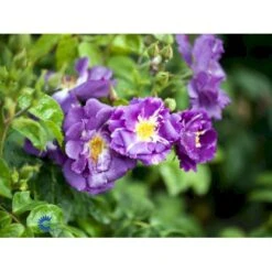 'Rhapsody In Blue' Rosa X 'Rhapsody In Blue' (Buketrose) A-Kvalitet,- Barrods Roser Min. 3 Grene -Plantetorvet fi4964 rosa rhapsody in blue 6239