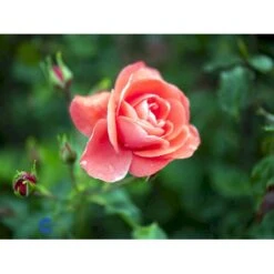 'Riberhus'™ Rosa X 'Riberhus'™ (Buketrose) A-Kvalitet,- Barrods Roser Min. 3 Grene 9 'Riberhus'™ Rosa X 'Riberhus'™ (Buketrose) A-Kvalitet,- Barrods Roser Min. 3 Grene -Plantetorvet fi4966 rosa riberhus poulriber n 3fcc