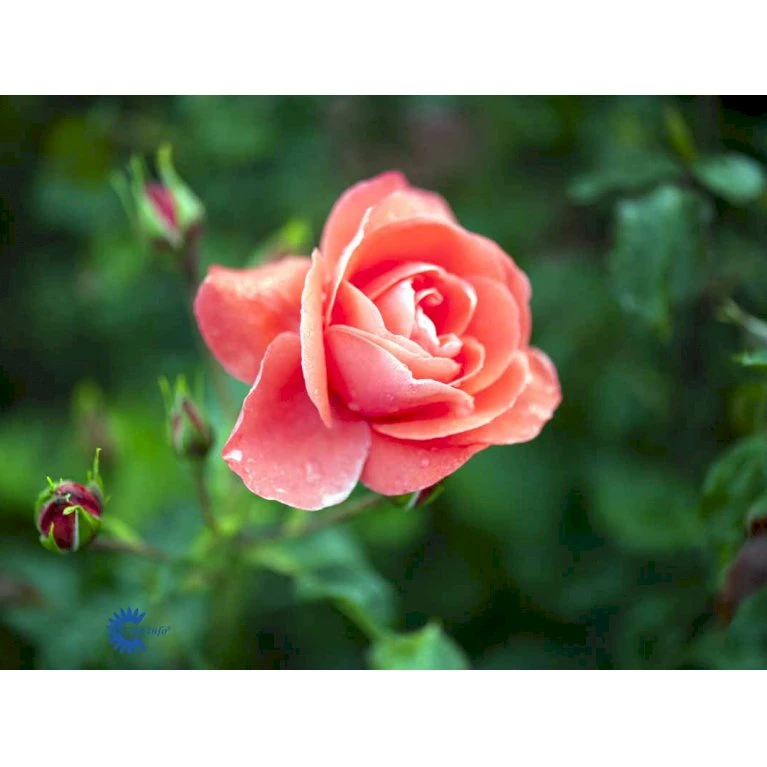 'Riberhus'™ Rosa X 'Riberhus'™ (Buketrose) A-Kvalitet,- barrods roser min. 3 grene 'Riberhus'™ Rosa X 'Riberhus'™ (Buketrose) A-Kvalitet,- Barrods Roser Min. 3 Grene -Plantetorvet fi4966 rosa riberhus poulriber n 3fcc
