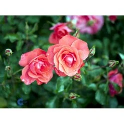 'Riberhus'™ Rosa X 'Riberhus'™ (Buketrose) A-Kvalitet,- Barrods Roser Min. 3 Grene 10 'Riberhus'™ Rosa X 'Riberhus'™ (Buketrose) A-Kvalitet,- Barrods Roser Min. 3 Grene -Plantetorvet fi4966 rosa riberhus poulriber n 701c