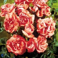 'Riberhus'™ Rosa X 'Riberhus'™ (Buketrose) A-Kvalitet,- Barrods Roser Min. 3 Grene 11 'Riberhus'™ Rosa X 'Riberhus'™ (Buketrose) A-Kvalitet,- Barrods Roser Min. 3 Grene -Plantetorvet fi4966 rosa riberhus poulriber n 8edb