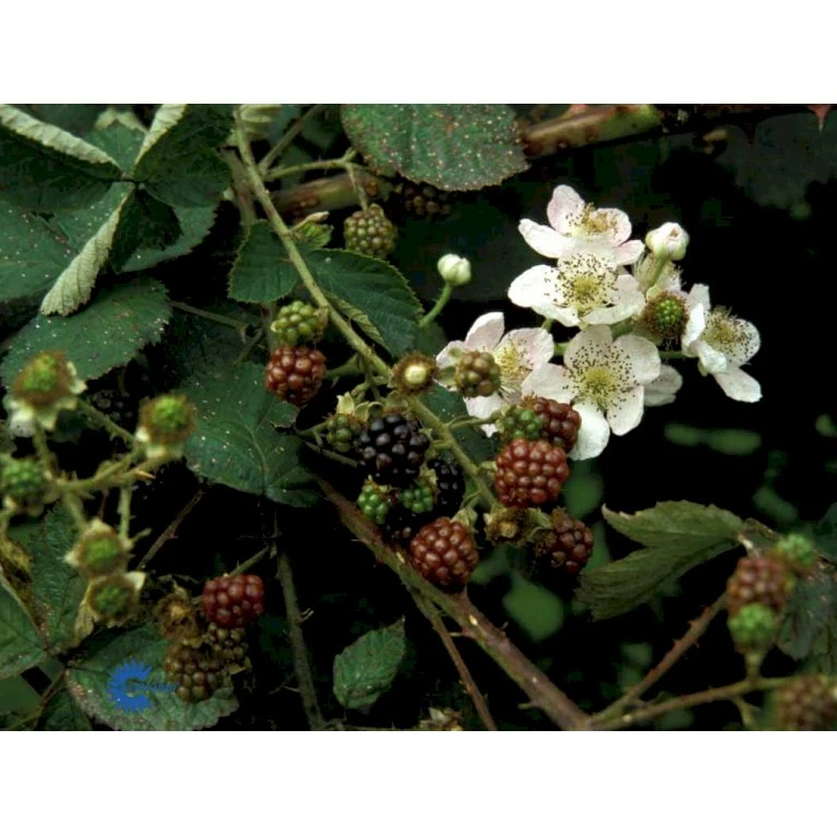 Tornfri Brombær 'Black Satin' Rubus Fruticosus 'Black Satin' Opbundet til ca. 40 cm., med potte Tornfri Brombær 'Black Satin' Rubus Fruticosus 'Black Satin' Opbundet Til Ca. 40 Cm., Med Potte -Plantetorvet fi497 rubus fruticosus black satin 7c9b