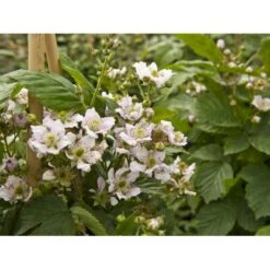 Tornfri Brombær 'Black Satin' Rubus Fruticosus 'Black Satin' Opbundet Til Ca. 40 Cm., Med Potte 6 Tornfri Brombær 'Black Satin' Rubus Fruticosus 'Black Satin' Opbundet Til Ca. 40 Cm., Med Potte -Plantetorvet fi497 rubus fruticosus black satin e3e8