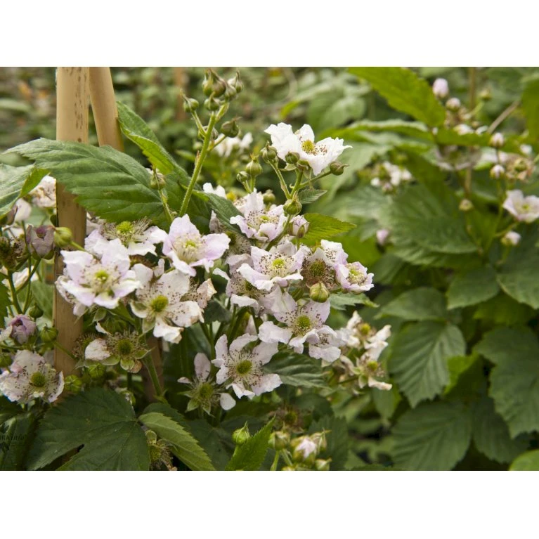 Tornfri Brombær 'Black Satin' Rubus Fruticosus 'Black Satin' Opbundet til ca. 40 cm., med potte Tornfri Brombær 'Black Satin' Rubus Fruticosus 'Black Satin' Opbundet Til Ca. 40 Cm., Med Potte -Plantetorvet fi497 rubus fruticosus black satin e3e8