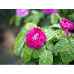 'Rose De Rescht' Rosa Bifera 'Rose De Rescht' (Damascenerrose) A-Kvalitet,- Barrods Roser Min. 3 Grene -Plantetorvet fi4985 rosa rose de rescht 8a39