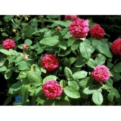 'Rose De Rescht' Rosa Bifera 'Rose De Rescht' (Damascenerrose) A-Kvalitet,- Barrods Roser Min. 3 Grene -Plantetorvet fi4985 rosa rose de rescht 9b99