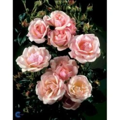 'Rosenborg'™ Rosa X 'Rosenborg'™ (Slotsrose) A-Kvalitet,- Barrods Roser Min. 3 Grene -Plantetorvet fi4996 rosa rosenborg poulasor n 4333