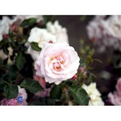 'Rosenborg'™ Rosa X 'Rosenborg'™ (Slotsrose) A-Kvalitet,- Barrods Roser Min. 3 Grene -Plantetorvet fi4996 rosa rosenborg poulasor n 575c