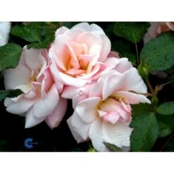 'Rosenborg'™ Rosa X 'Rosenborg'™ (Slotsrose) A-Kvalitet,- Barrods Roser Min. 3 Grene -Plantetorvet fi4996 rosa rosenborg poulasor n c3f5
