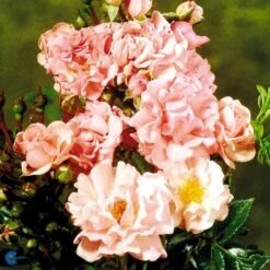'Rosenholm'™ Rosa X 'Rosenholm'™ (Slyngrose) A-Kvalitet,- Barrods Roser Min. 3 Grene -Plantetorvet fi4998 rosa rosenholm poulover n 84a7