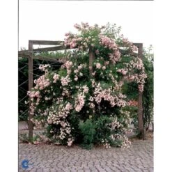 'Rosenholm'™ Rosa X 'Rosenholm'™ (Slyngrose) A-Kvalitet,- Barrods Roser Min. 3 Grene -Plantetorvet fi4998 rosa rosenholm poulover n b20a