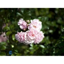 'Rosenholm'™ Rosa X 'Rosenholm'™ (Slyngrose) A-Kvalitet,- Barrods Roser Min. 3 Grene -Plantetorvet fi4998 rosa rosenholm poulover n f983
