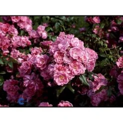 'Rosy Border'® Rosa X 'Rosy Border'® (Bunddækkerose) A-Kvalitet,- Barrods Roser Min. 3 Grene 8 'Rosy Border'® Rosa X 'Rosy Border'® (Bunddækkerose) A-Kvalitet,- Barrods Roser Min. 3 Grene -Plantetorvet fi5002 rosa rosy border pouloesy n 8146