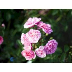 'Rosy Border'® Rosa X 'Rosy Border'® (Bunddækkerose) A-Kvalitet,- Barrods Roser Min. 3 Grene 7 'Rosy Border'® Rosa X 'Rosy Border'® (Bunddækkerose) A-Kvalitet,- Barrods Roser Min. 3 Grene -Plantetorvet fi5002 rosa rosy border pouloesy n f158