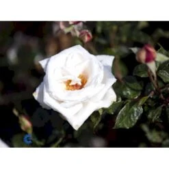 'Royal Copenhagen'™ Rosa X 'Royal Copenhagen'™ (Storblomstrende) A-Kvalitet,- Barrods Roser Min. 3 Grene -Plantetorvet fi5012 rosa royal copenhagen poulht001 n 9790