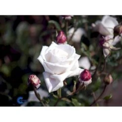 'Royal Copenhagen'™ Rosa X 'Royal Copenhagen'™ (Storblomstrende) A-Kvalitet,- Barrods Roser Min. 3 Grene -Plantetorvet fi5012 rosa royal copenhagen poulht001 n c60e