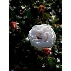 'Royal Copenhagen'™ Rosa X 'Royal Copenhagen'™ (Storblomstrende) A-Kvalitet,- Barrods Roser Min. 3 Grene -Plantetorvet fi5012 rosa royal copenhagen poulht001 n d76e