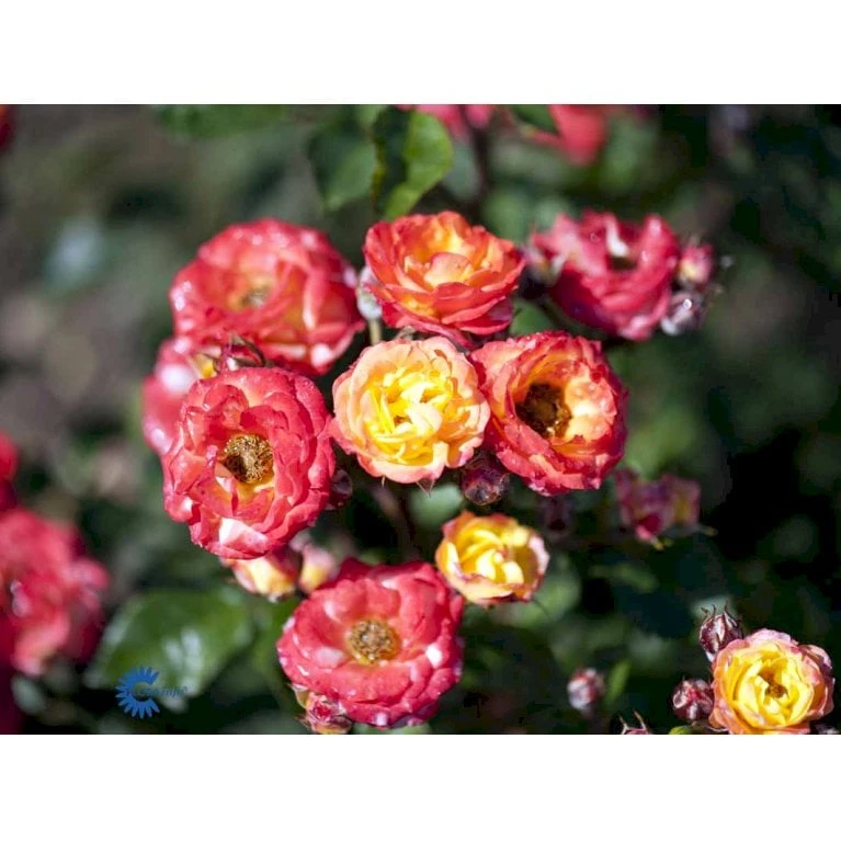 'Rumba' Rosa X 'Rumba' (Buketrose) A-Kvalitet,- barrods roser min. 3 grene 'Rumba' Rosa X 'Rumba' (Buketrose) A-Kvalitet,- Barrods Roser Min. 3 Grene -Plantetorvet fi5026 rosa rumba 50a6