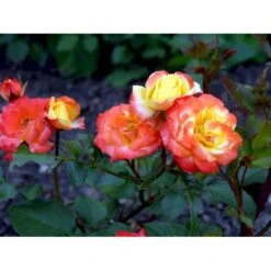 'Rumba' Rosa X 'Rumba' (Buketrose) A-Kvalitet,- Barrods Roser Min. 3 Grene 6 'Rumba' Rosa X 'Rumba' (Buketrose) A-Kvalitet,- Barrods Roser Min. 3 Grene -Plantetorvet fi5026 rosa rumba b775