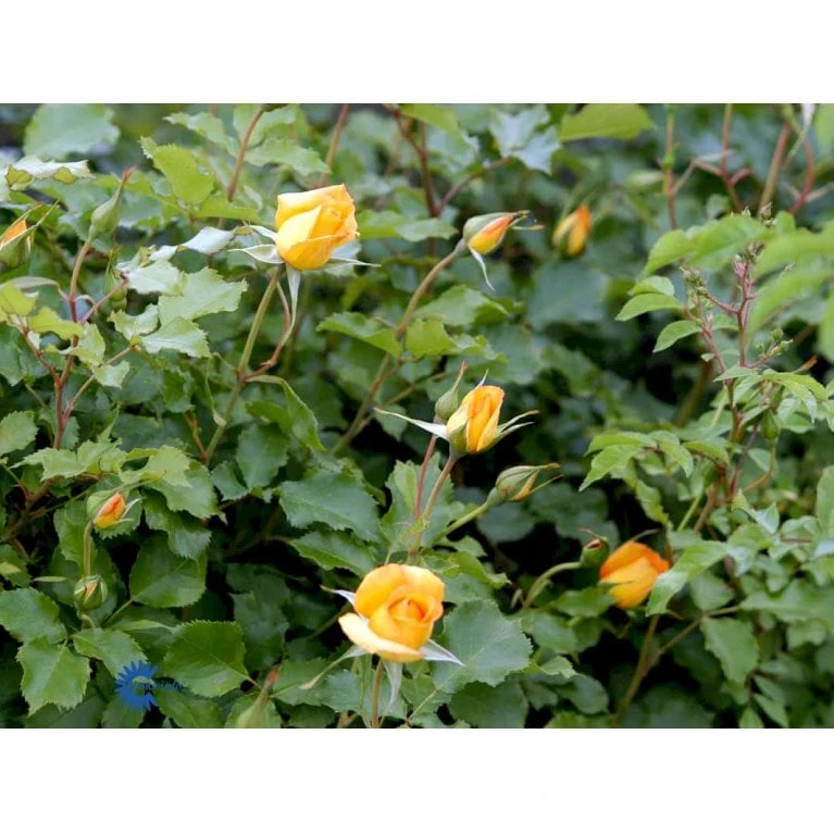 'Sahara'® Rosa X 'Sahara'® A-Kvalitet,- barrods roser min. 3 grene 'Sahara'® Rosa X 'Sahara'® A-Kvalitet,- Barrods Roser Min. 3 Grene -Plantetorvet fi5032 rosa sahara 717a