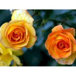 'Sahara'® Rosa X 'Sahara'® A-Kvalitet,- Barrods Roser Min. 3 Grene 8 'Sahara'® Rosa X 'Sahara'® A-Kvalitet,- Barrods Roser Min. 3 Grene -Plantetorvet fi5032 rosa sahara 744d