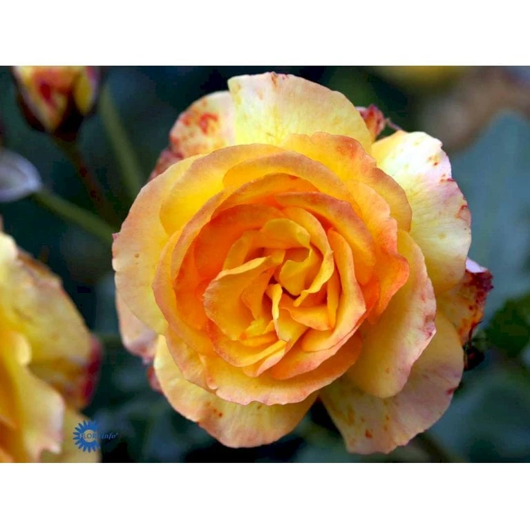 'Sahara'® Rosa X 'Sahara'® A-Kvalitet,- barrods roser min. 3 grene 'Sahara'® Rosa X 'Sahara'® A-Kvalitet,- Barrods Roser Min. 3 Grene -Plantetorvet fi5032 rosa sahara b8e4