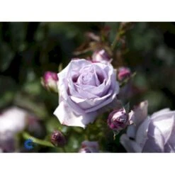 'Sandra™ Renaissance'® Rosa X 'Sandra™ Renaissance'® (Renaissancerose) A-Kvalitet,- Barrods Roser Min. 3 Grene -Plantetorvet fi5043 rosa sandra poulen005 n 71f3