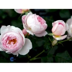 'Scepter'd Isle'™ Rosa X 'Scepter'd Isle'™ (Engelsk Rose) A-Kvalitet,- Barrods Roser Min. 3 Grene -Plantetorvet fi5058 rosa scepter d isle ausland 7711