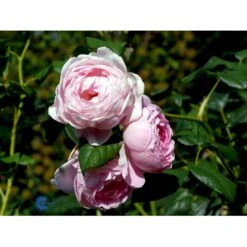 'Scepter'd Isle'™ Rosa X 'Scepter'd Isle'™ (Engelsk Rose) A-Kvalitet,- Barrods Roser Min. 3 Grene -Plantetorvet fi5058 rosa scepter d isle ausland a3cc