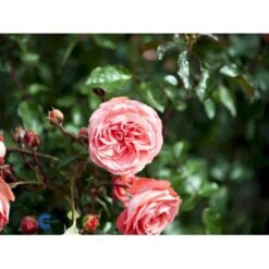 'Schackenborg'™ Rosa X 'Schackenborg'™ (Slotsrose) A-Kvalitet,- Barrods Roser Min. 3 Grene -Plantetorvet fi5059 rosa schackenborg pouldron n 41b7