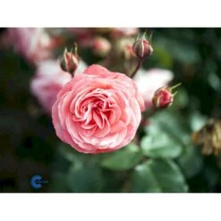 'Schackenborg'™ Rosa X 'Schackenborg'™ (Slotsrose) A-Kvalitet,- Barrods Roser Min. 3 Grene -Plantetorvet fi5059 rosa schackenborg pouldron n e7f0