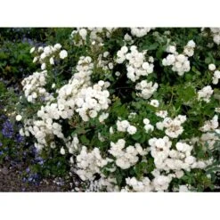 'Schneeflocke' Rosa X 'Schneeflocke' (Buketrose) A-Kvalitet,- Barrods Roser Min. 3 Grene 7 'Schneeflocke' Rosa X 'Schneeflocke' (Buketrose) A-Kvalitet,- Barrods Roser Min. 3 Grene -Plantetorvet fi5064 rosa schneeflocke 0400