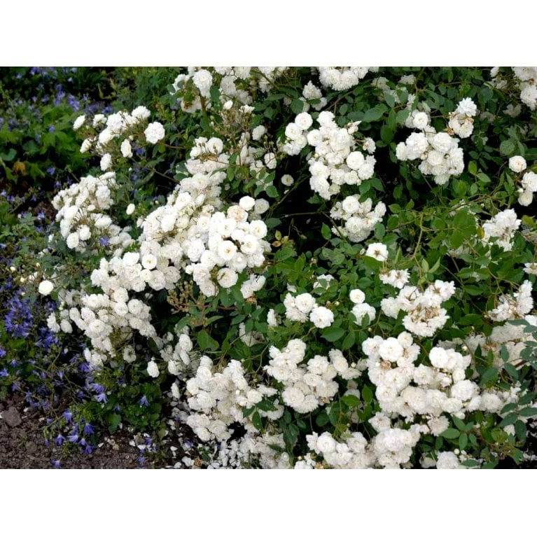 'Schneeflocke' Rosa X 'Schneeflocke' (Buketrose) A-Kvalitet,- barrods roser min. 3 grene 'Schneeflocke' Rosa X 'Schneeflocke' (Buketrose) A-Kvalitet,- Barrods Roser Min. 3 Grene -Plantetorvet fi5064 rosa schneeflocke 0400