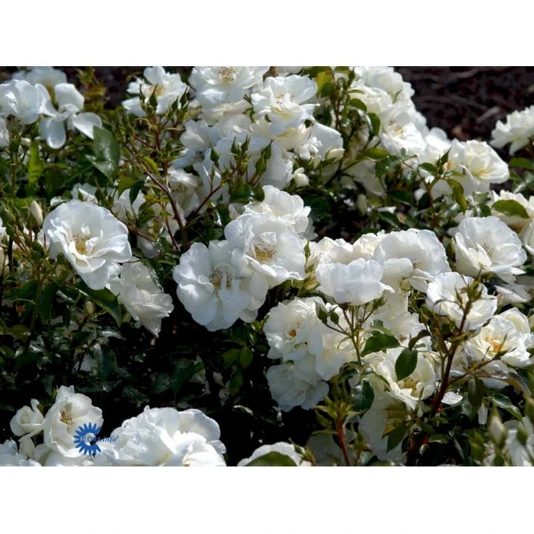 'Schneeflocke' Rosa X 'Schneeflocke' (Buketrose) A-Kvalitet,- barrods roser min. 3 grene 'Schneeflocke' Rosa X 'Schneeflocke' (Buketrose) A-Kvalitet,- Barrods Roser Min. 3 Grene -Plantetorvet fi5064 rosa schneeflocke 572b
