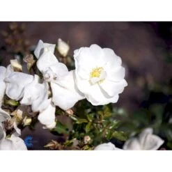 'Schneeflocke' Rosa X 'Schneeflocke' (Buketrose) A-Kvalitet,- Barrods Roser Min. 3 Grene 8 'Schneeflocke' Rosa X 'Schneeflocke' (Buketrose) A-Kvalitet,- Barrods Roser Min. 3 Grene -Plantetorvet fi5064 rosa schneeflocke fa41