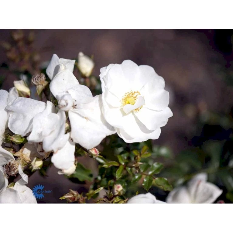 'Schneeflocke' Rosa X 'Schneeflocke' (Buketrose) A-Kvalitet,- barrods roser min. 3 grene 'Schneeflocke' Rosa X 'Schneeflocke' (Buketrose) A-Kvalitet,- Barrods Roser Min. 3 Grene -Plantetorvet fi5064 rosa schneeflocke fa41
