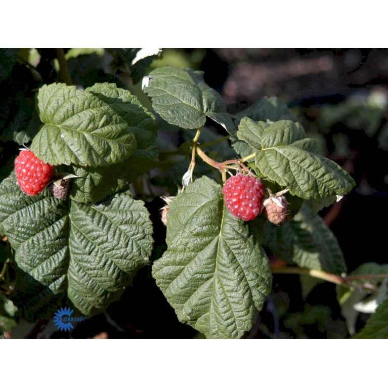 Efterårs Hindbær 'Autumn Bliss'® Rubus Idaeus 'Autumn Bliss'® Barrods,- 8-10 mm. rodhals. Efterårs Hindbær 'Autumn Bliss'® Rubus Idaeus 'Autumn Bliss'® Barrods,- 8-10 Mm. Rodhals. -Plantetorvet fi509 rubus idaeus autumn bliss 9502