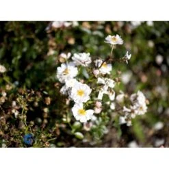 'Snow Cover'® Rosa X 'Snow Cover'® (Bunddækkerose) A-Kvalitet,- Barrods Roser Min. 3 Grene 10 'Snow Cover'® Rosa X 'Snow Cover'® (Bunddækkerose) A-Kvalitet,- Barrods Roser Min. 3 Grene -Plantetorvet fi5101 rosa snow cover poulmulti n cf0c