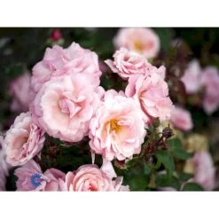 'Sofiero'™ Rosa X 'Sofiero'™ (Slotsrose) A-Kvalitet,- Barrods Roser Min. 3 Grene 7 'Sofiero'™ Rosa X 'Sofiero'™ (Slotsrose) A-Kvalitet,- Barrods Roser Min. 3 Grene -Plantetorvet fi5107 rosa sofiero poulsak n 5900
