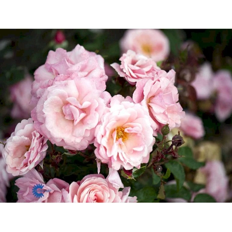'Sofiero'™ Rosa X 'Sofiero'™ (Slotsrose) A-Kvalitet,- barrods roser min. 3 grene 'Sofiero'™ Rosa X 'Sofiero'™ (Slotsrose) A-Kvalitet,- Barrods Roser Min. 3 Grene -Plantetorvet fi5107 rosa sofiero poulsak n 5900