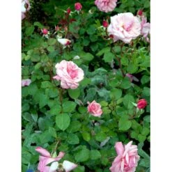 'Sofiero'™ Rosa X 'Sofiero'™ (Slotsrose) A-Kvalitet,- Barrods Roser Min. 3 Grene 8 'Sofiero'™ Rosa X 'Sofiero'™ (Slotsrose) A-Kvalitet,- Barrods Roser Min. 3 Grene -Plantetorvet fi5107 rosa sofiero poulsak n c68d