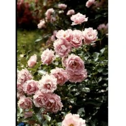 'Sommerwind'® Rosa X 'Sommerwind'® (Buketrose) A-Kvalitet,- Barrods Roser Min. 3 Grene -Plantetorvet fi5118 rosa sommerwind 4f0a