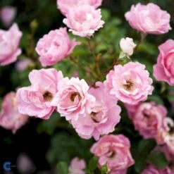 'Sommerwind'® Rosa X 'Sommerwind'® (Buketrose) A-Kvalitet,- Barrods Roser Min. 3 Grene -Plantetorvet fi5118 rosa sommerwind de35