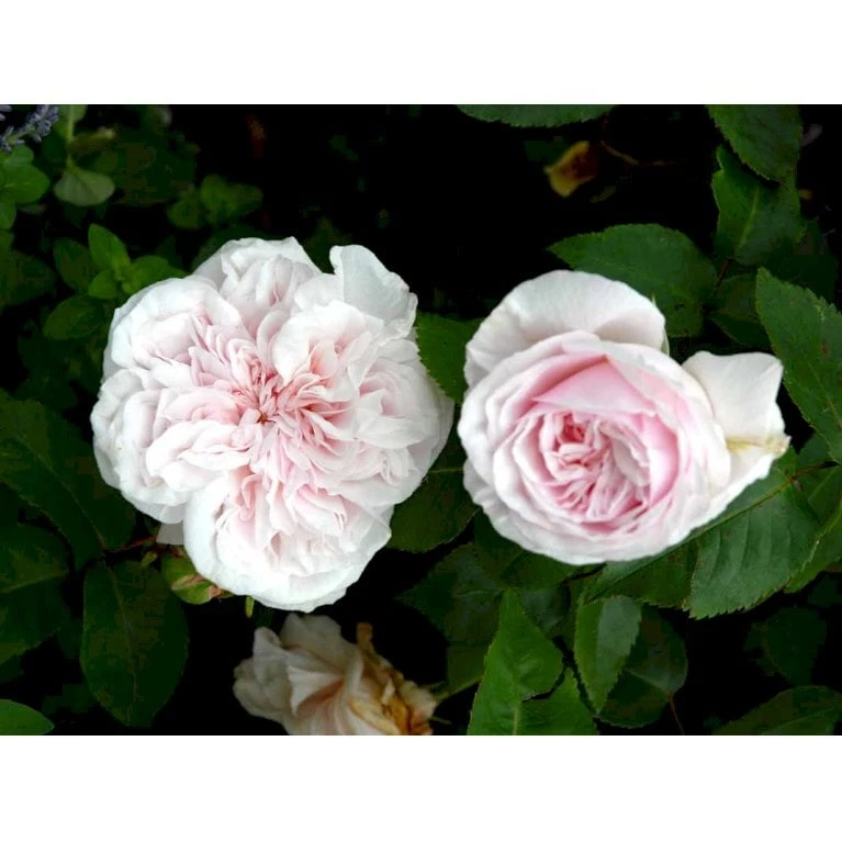 'Souvenier De La Malmaison' Rosa Bourboniana 'Souvenier De La Malmaison' (Bourbonrose) A-Kvalitet,- barrods roser min. 3 grene 'Souvenier De La Malmaison' Rosa Bourboniana 'Souvenier De La Malmaison' (Bourbonrose) A-Kvalitet,- Barrods Roser Min. 3 Grene -Plantetorvet fi5126 rosa souvenir de la malmaison 9b41